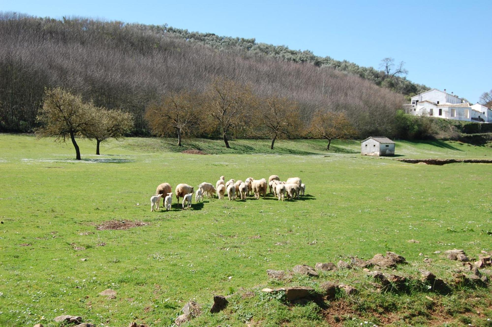 Los Pozos De La Nieve Constantina Luaran gambar